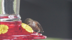 Selasphorus