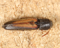 Isorhipis obliqua