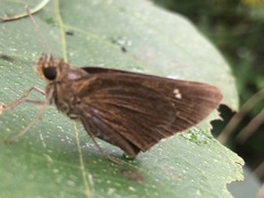 Caltoris cahira austeni