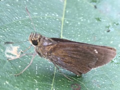 Caltoris cahira austeni