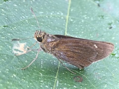 Caltoris cahira austeni