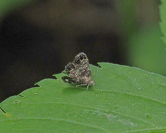 Brenthia formosensis