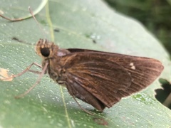 Caltoris cahira austeni