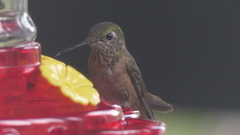 Selasphorus platycercus