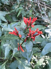 Aphelandra longiflora