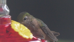 Selasphorus platycercus