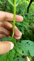 Lamiaceae
