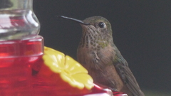 Selasphorus platycercus