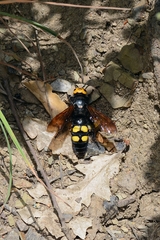 Megascolia maculata flavifrons