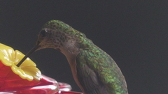 Selasphorus platycercus