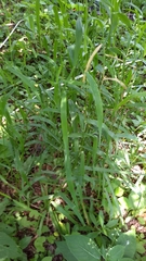 Poaceae