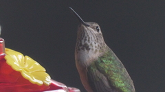 Selasphorus platycercus
