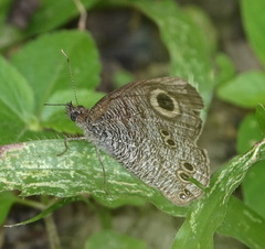 Ypthima horsfieldii