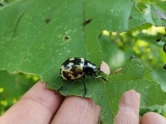 Leptinotarsa lacerata