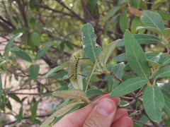 Lophocampa mixta