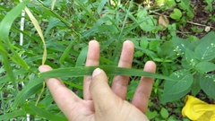 Poaceae