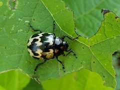 Leptinotarsa lacerata