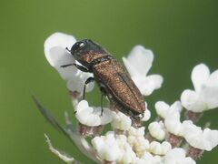 Anthaxia umbellatarum