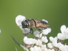 Anthaxia umbellatarum
