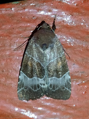 Hampsonodes