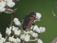 Anthaxia umbellatarum