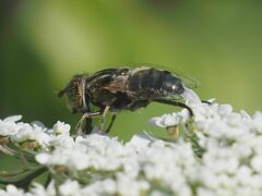 Eristalinus sepulchralis
