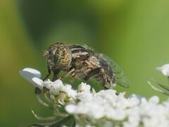 Eristalinus sepulchralis