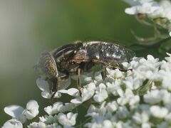 Eristalinus sepulchralis