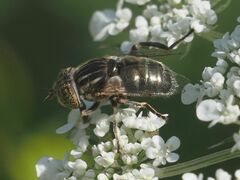 Eristalinus sepulchralis