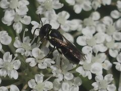 Hylaeus