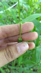 Poaceae