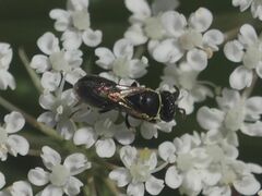 Hylaeus