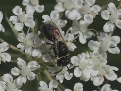 Hylaeus