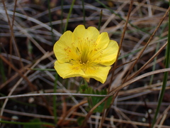 Geum calthifolium