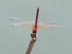 Sympetrum fonscolombii