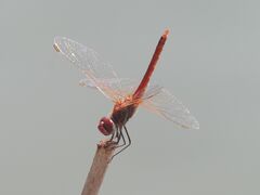 Sympetrum fonscolombii