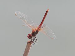 Sympetrum fonscolombii