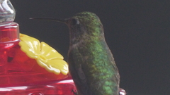 Selasphorus platycercus