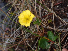 Geum calthifolium