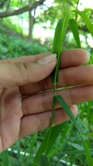 Poaceae