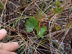 Geum calthifolium
