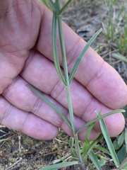 Penstemon barbatus torreyi