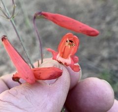 Penstemon barbatus torreyi