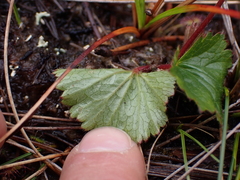 Geum calthifolium