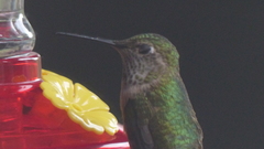 Selasphorus platycercus