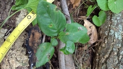 Rosaceae