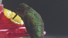 Selasphorus platycercus