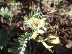 Astragalus whitneyi