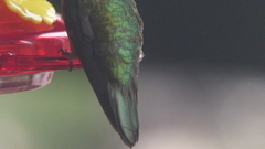 Selasphorus platycercus