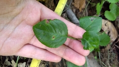 Rosaceae